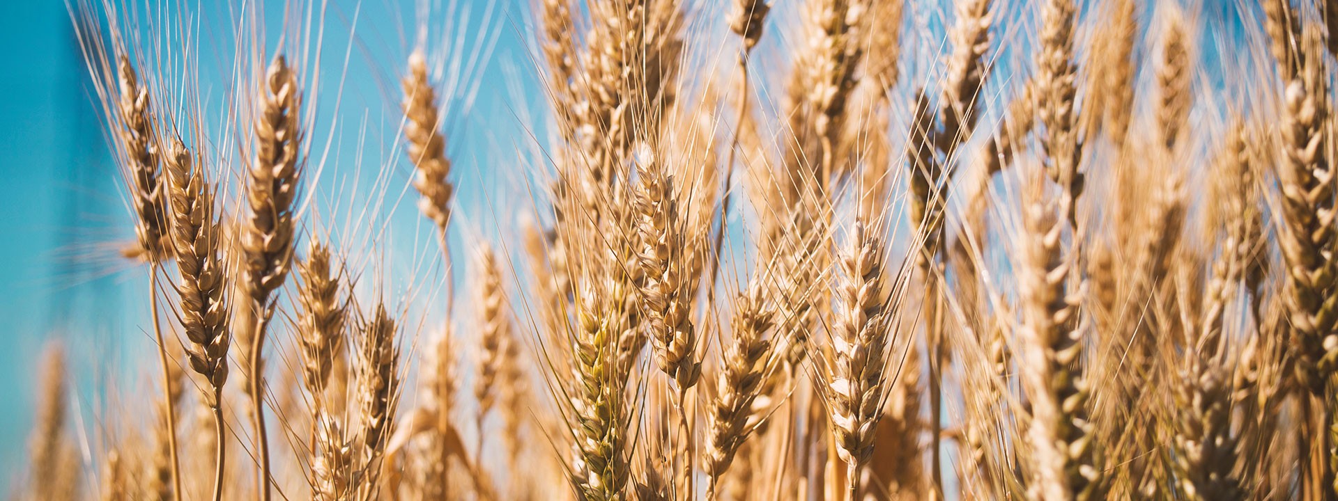 Digitalizzazione Agenzia Assicurativa con Generatore PDF